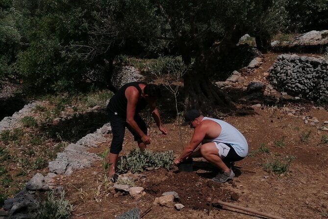 Rethymnon Olive Tree Sponsorship Protect and Plant Tour - Practical Details and Considerations