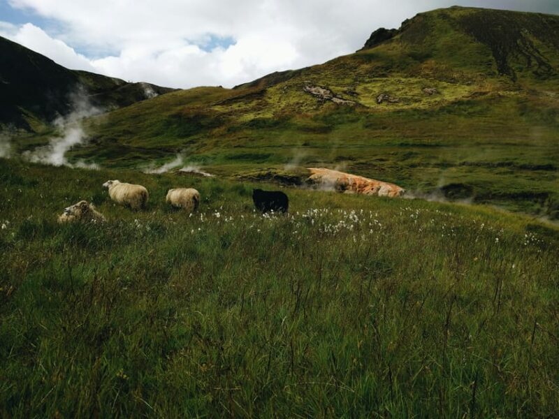 Reykjadalur Hike, from Reykjavík - PRIVATE TOUR - Practical Tips for a Smooth Experience