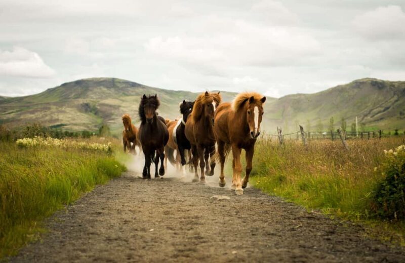 Reykjadalur: Horseback Riding Tour for Families & Beginners - Final Thoughts: Is It Worth It?