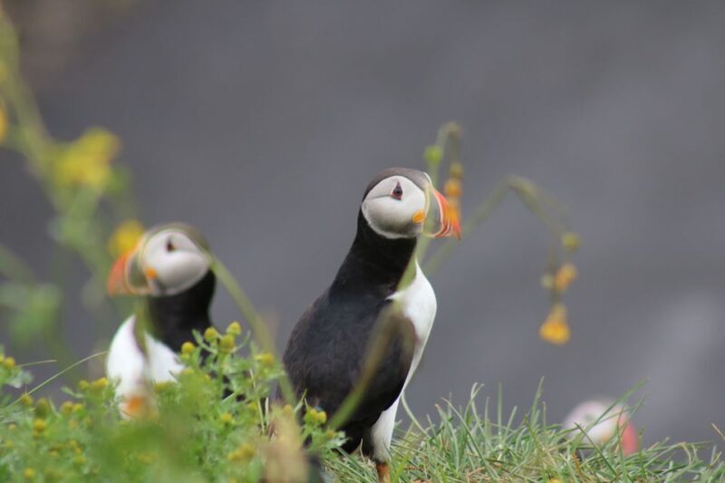 Reykjavik: 1-Hour Puffin Watching Tour - A Close-Up Look at Iceland’s Charming Puffins from Reykjavik