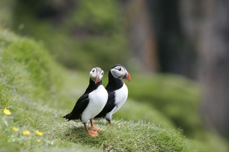 Reykjavik: 1-Hour Puffin Watching Tour - A Well-Balanced Wildlife Adventure