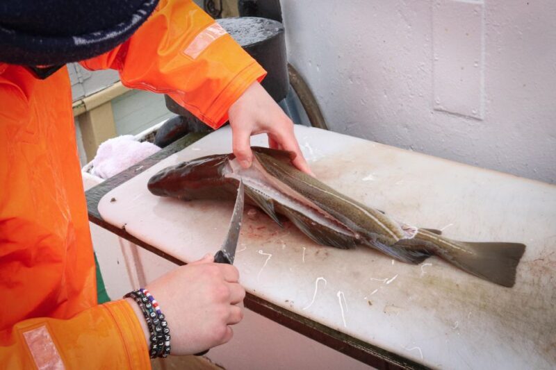 Reykjavik: 3-Hour Sea Angling Gourmet Experience Tour - Who Will Love This Tour?