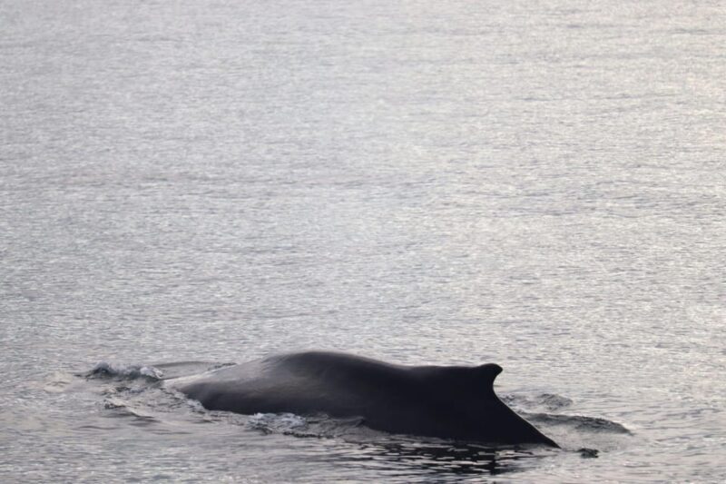 Reykjavik: 9pm Whale Watching Cruise in the Arctic Sun - Key Points