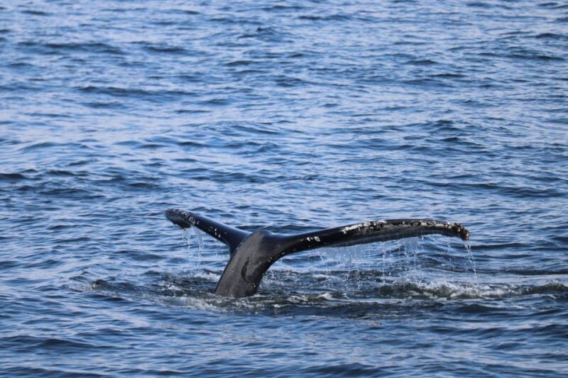 Reykjavik: 9pm Whale Watching Cruise in the Arctic Sun - A Detailed Look at the Reykjavik 9pm Whale Watching Tour