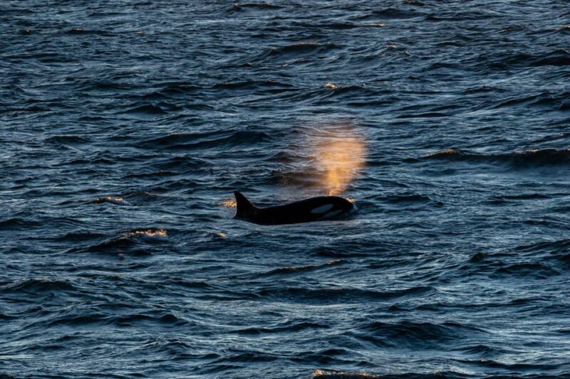 Reykjavik: 9pm Whale Watching Cruise in the Arctic Sun - Final Thoughts