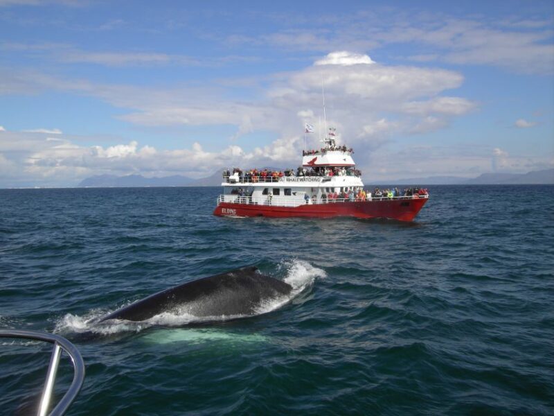 Reykjavik: ATV Ride & Whale Watching Boat Tour - A Practical Guide to Your Reykjavik Land & Sea Adventure