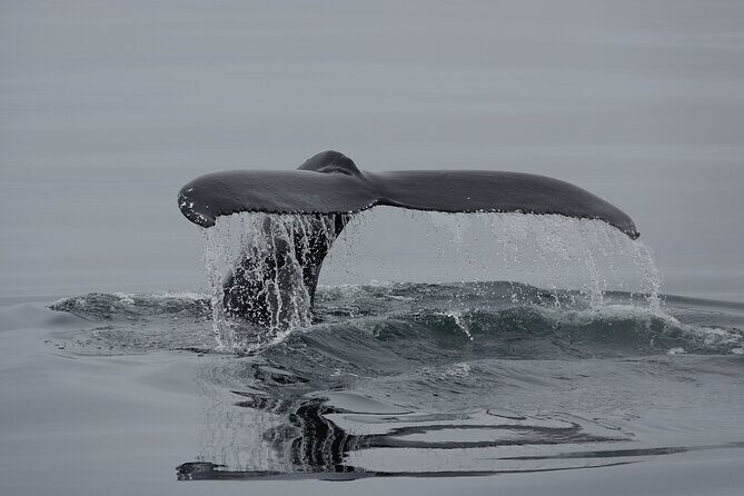Reykjavík Bay Arctic Rose Whale Watching Excursion - Setting Out from Reykjavik’s Old Harbour