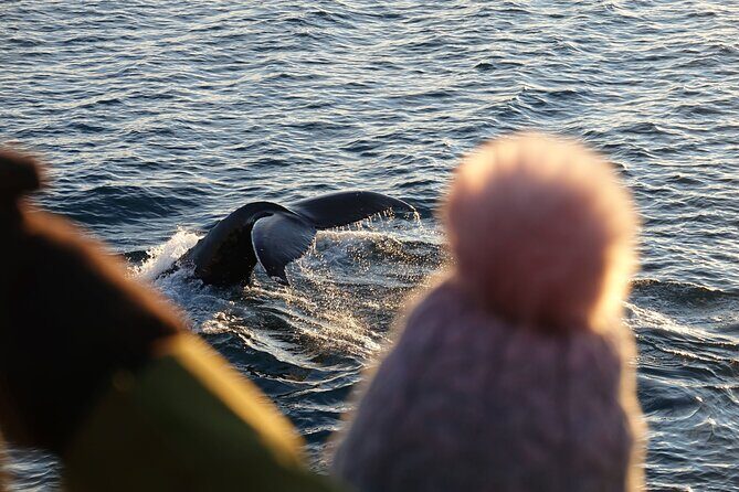 Reykjavík Bay Arctic Rose Whale Watching Excursion - The Voyage Begins: Sails into Faxaflói Bay