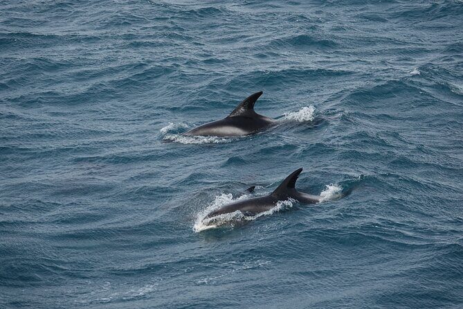 Reykjavík Bay Arctic Rose Whale Watching Excursion - Landmarks and Scenic Highlights
