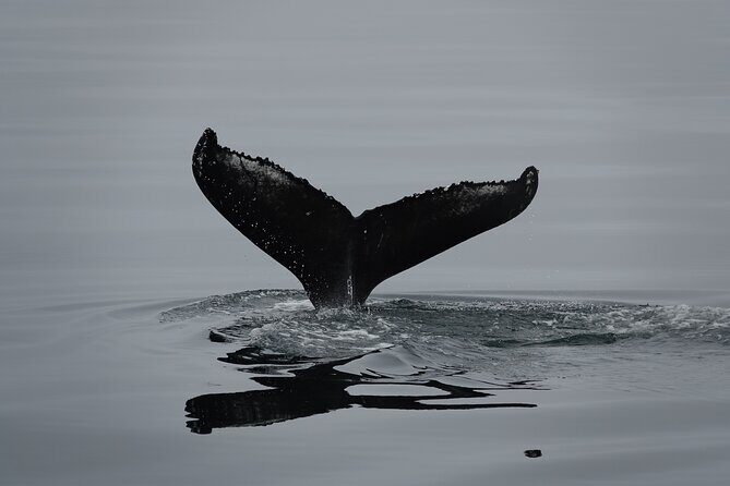 Reykjavík Bay Arctic Rose Whale Watching Excursion - Price & Value: Is It Worth It?