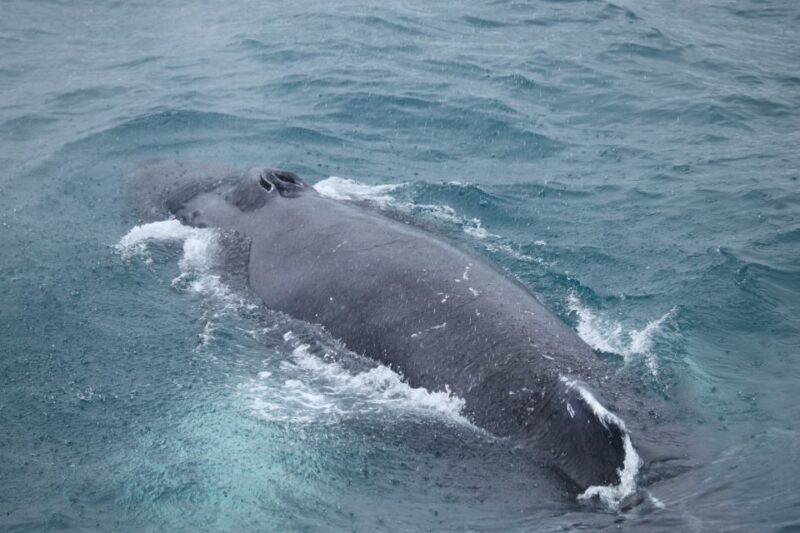 Reykjavik: Best Value Whale Watching Boat Tour - Reykjavik: Best Value Whale Watching Boat Tour