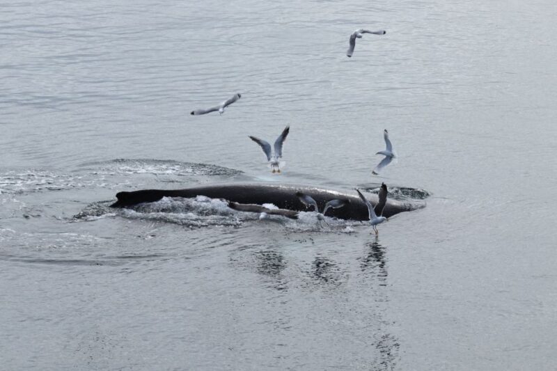Reykjavik: Best Value Whale Watching Boat Tour - Why This Tour Offers Good Value
