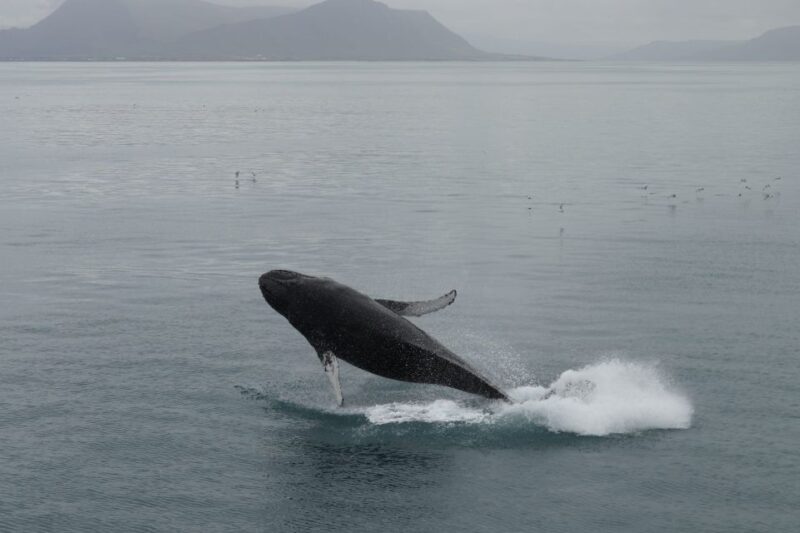 Reykjavik: Best Value Whale Watching Boat Tour - Who Should Consider This Tour?