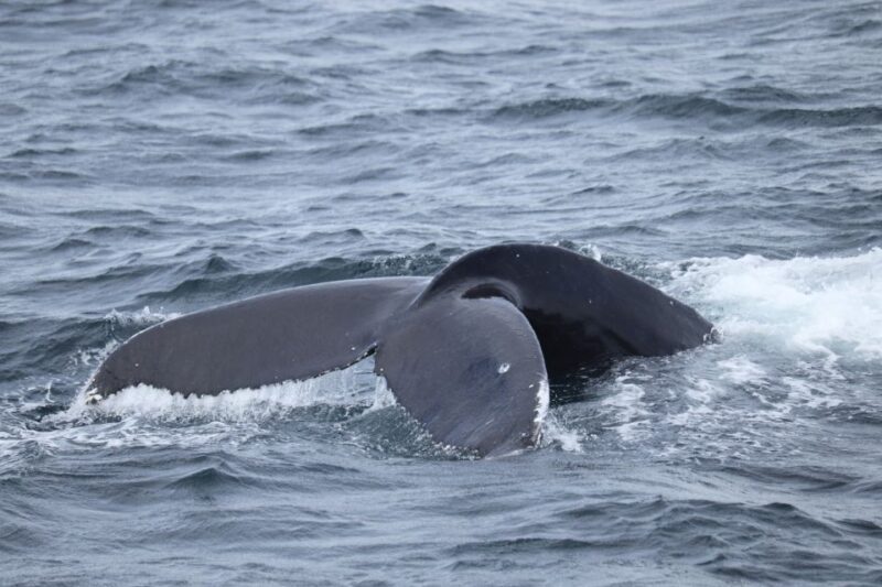Reykjavik: Best Value Whale Watching Boat Tour - The Sum Up