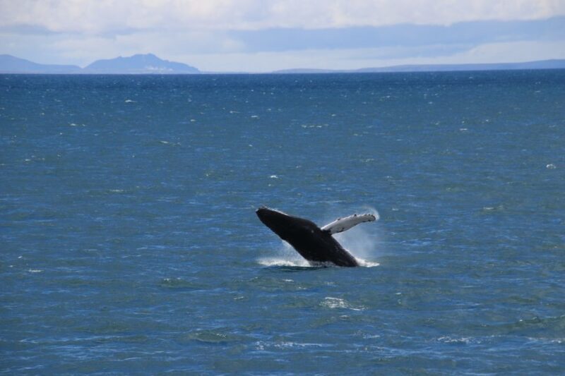 Reykjavik: Best Value Whale Watching Boat Tour - FAQ