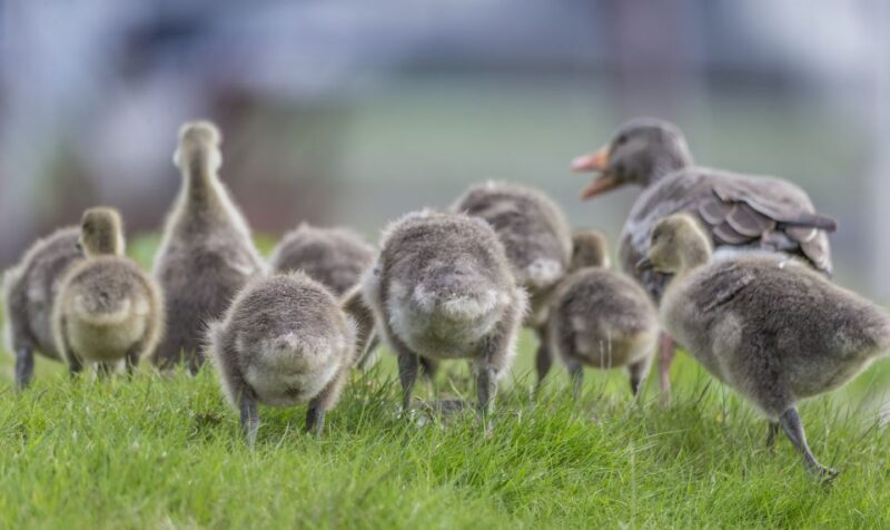 Reykjavík City Card - Breaking Down the Itinerary