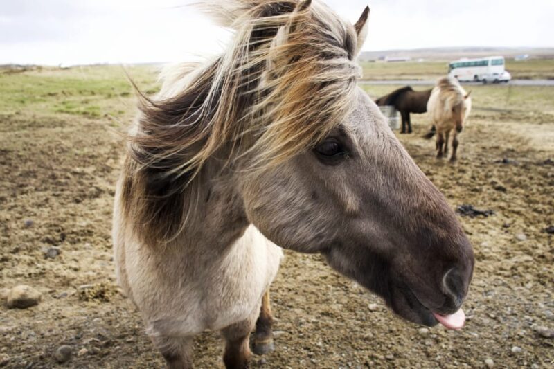 Reykjavik Combo: Horse Riding & Snorkeling in Silfra Fissure - Why This Tour Offers Value