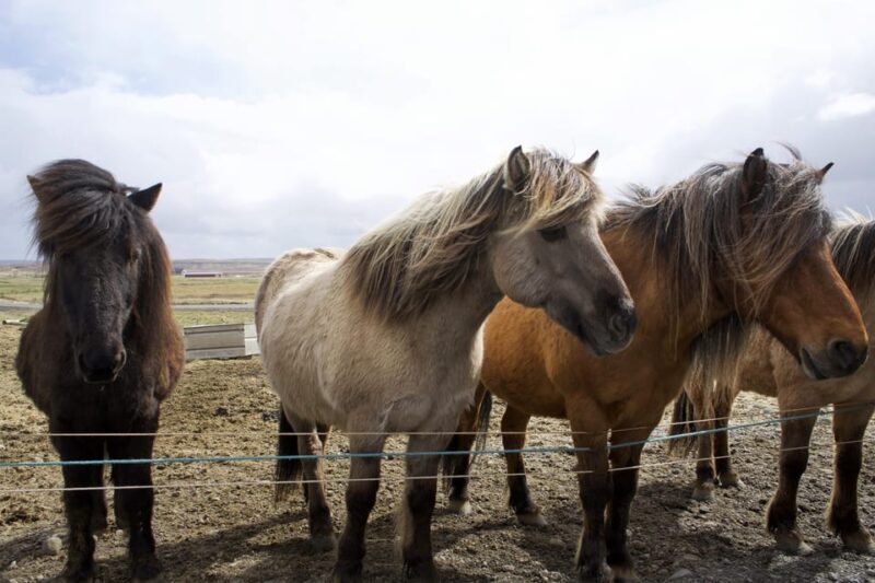 Reykjavik Combo: Horse Riding & Snorkeling in Silfra Fissure - Who Should Consider This Tour?
