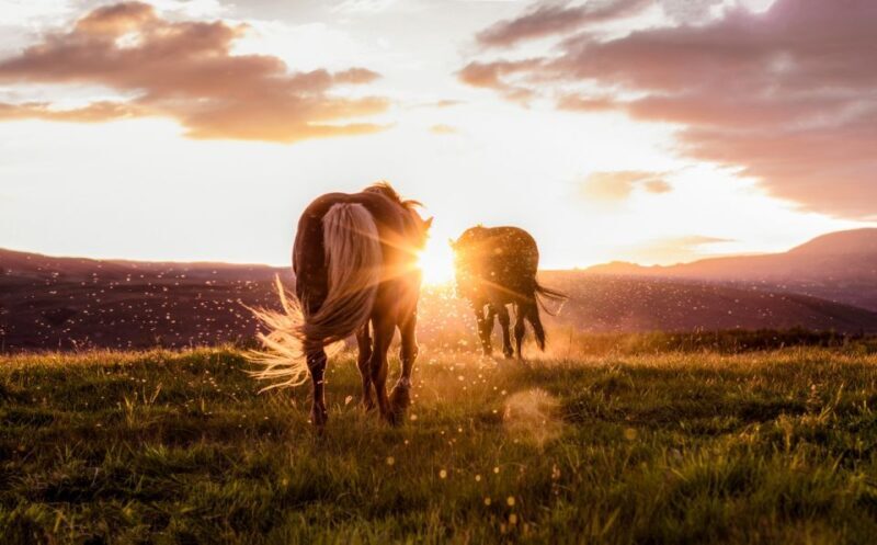 Reykjavik: Golden Circle, Tomato Farm and Kerið Crater Tour - FAQ