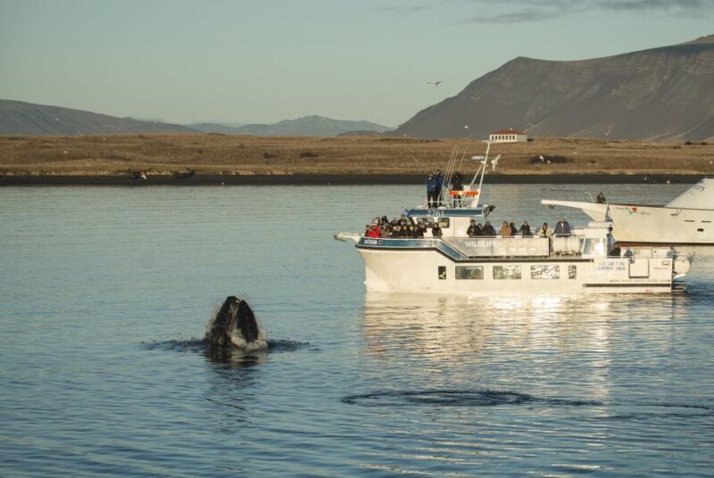 Reykjavík: Midnight Sun Whale Watching Cruise - FAQ