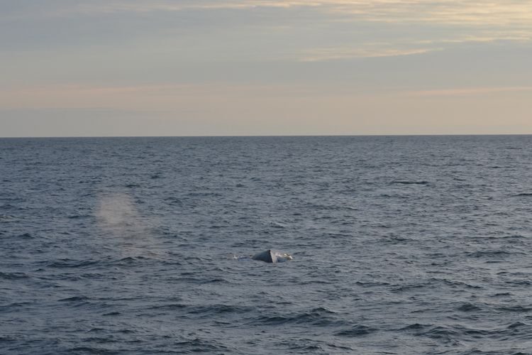 Reykjavik: Midnight Sun Whale Watching Tour - Reykjavik: Midnight Sun Whale Watching Tour