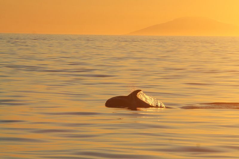Reykjavik: Midnight Sun Whale Watching Tour - Authenticity & Eco-Consciousness
