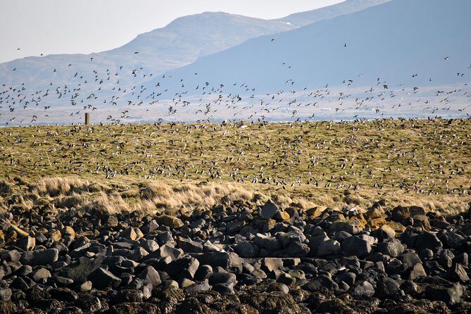 Reykjavik Premium Puffin tour | Close Up and Personal - In-Depth Look at the Reykjavik Premium Puffin Tour
