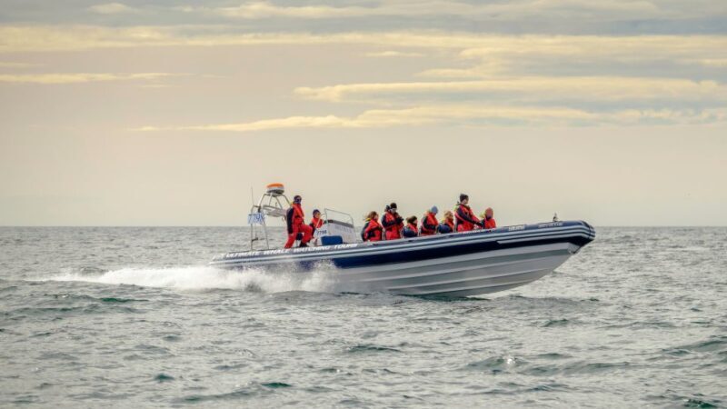 Reykjavik: Premium Whale and Puffin Watching Evening Tour - In-Depth Review of the Reykjavik: Premium Whale and Puffin Watching Evening Tour