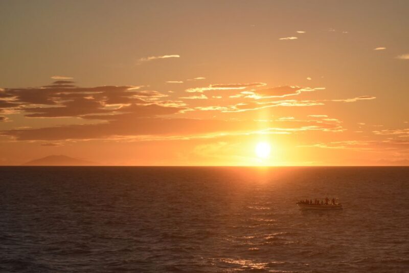Reykjavik: Premium Whale and Puffin Watching Evening Tour - FAQ