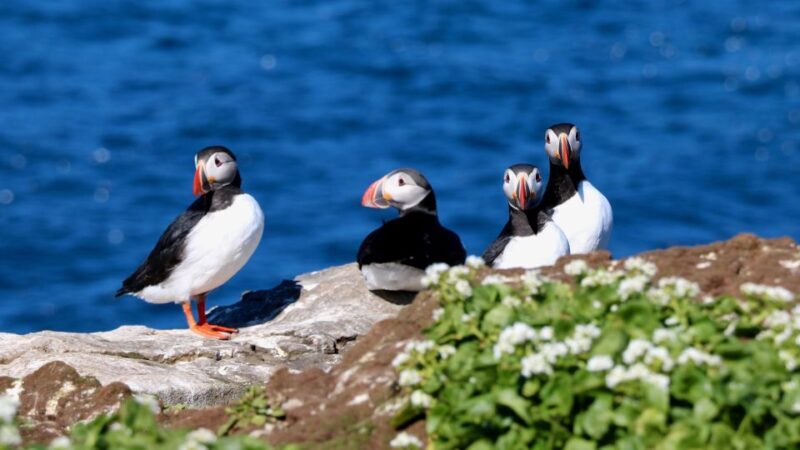 Reykjavik: Premium Whale Watching with Flexible Ticket - Reykjavik: Premium Whale Watching with Flexible Ticket