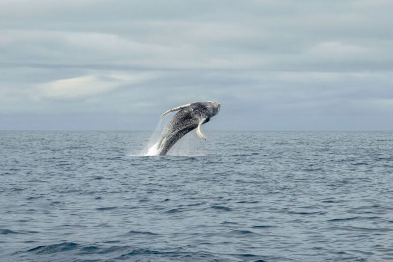 Reykjavik: Premium Whale Watching with Flexible Ticket - Cost and Value: Is It Worth It?