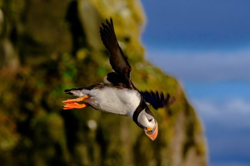 Reykjavik: Premium Whale Watching with Flexible Ticket - Whos This Tour Best For?