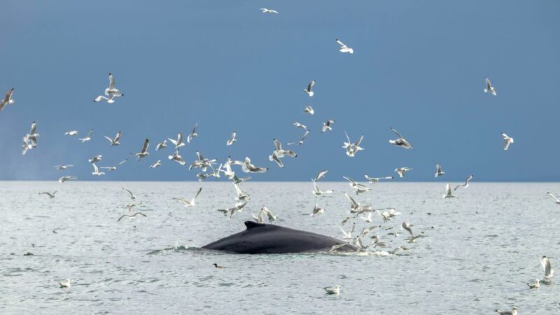 Reykjavik: Premium Whale Watching with Flexible Ticket - Final Thoughts