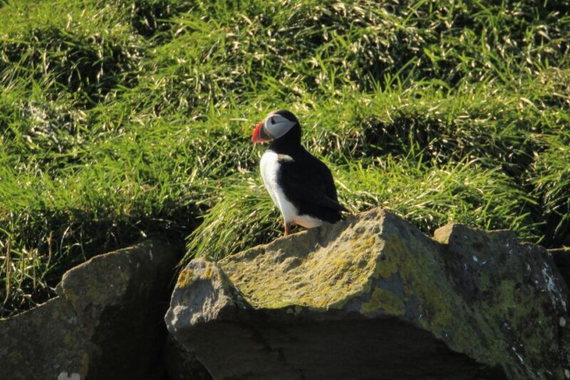 Reykjavik: Puffin Watching Tour - An In-Depth Look at the Puffin Watching Experience