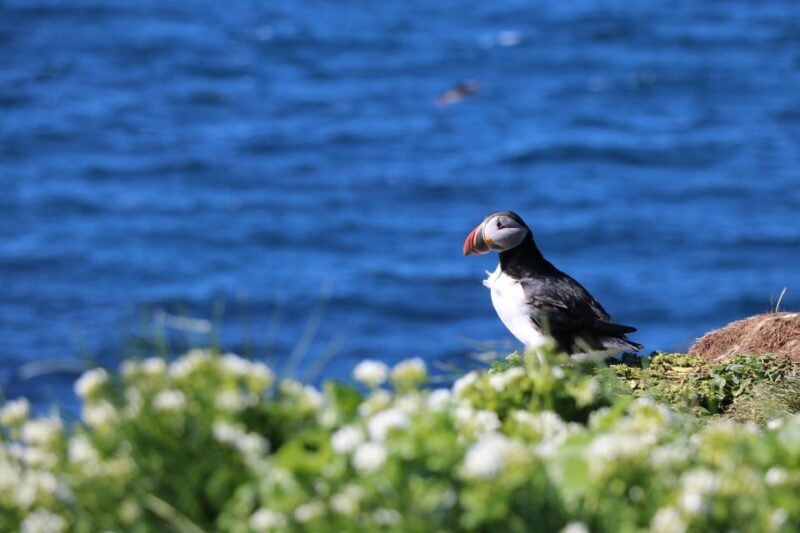 Reykjavik: Puffin Watching Tour - Final Thoughts