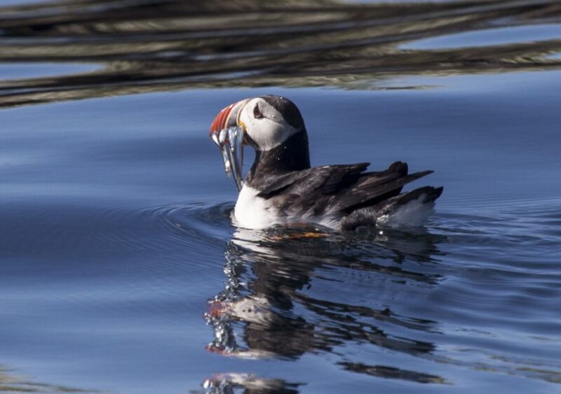 Reykjavik: Puffin Watching Tour by RIB Speedboat - Key Points