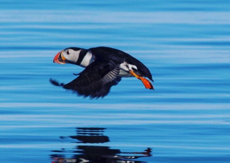 Reykjavik: Puffin Watching Tour by RIB Speedboat - What the Experience Feels Like