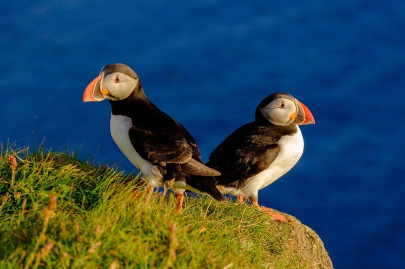 Reykjavik: Puffin Watching Tour - Why This Tour Offers Real Value