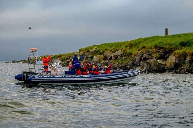 Reykjavik: Puffin Watching Tour - Final Thoughts: Is This Tour For You?