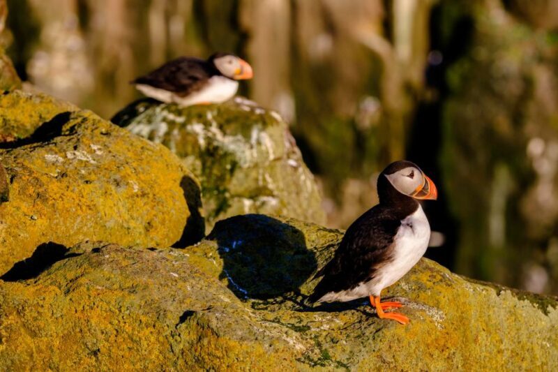 Reykjavik: Puffin Watching Tour - Frequently Asked Questions