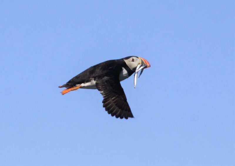 Reykjavik: Puffin Watching Tour - In Closing