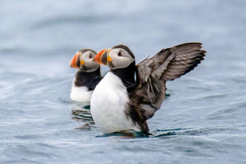 Reykjavík: RIB Speed-Boat Puffin Watching Tour - A Detailed Look at the Experience