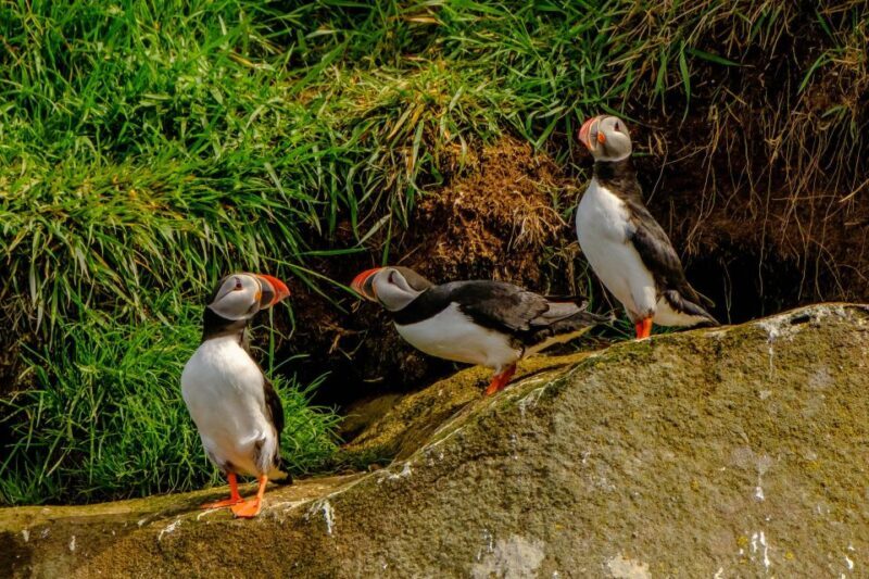 Reykjavík: RIB Speed-Boat Puffin Watching Tour - Practical Considerations