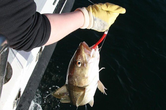 Reykjavik Sea Angling Gourmet - Real Experiences from Travelers