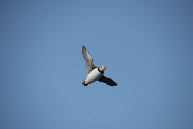 Reykjavik Shore Excursion: Puffin Sightseeing Cruise - Summary: Who Should Consider This Tour?