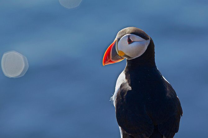 Reykjavik Shore Excursion: Puffin Sightseeing Cruise - Frequently Asked Questions