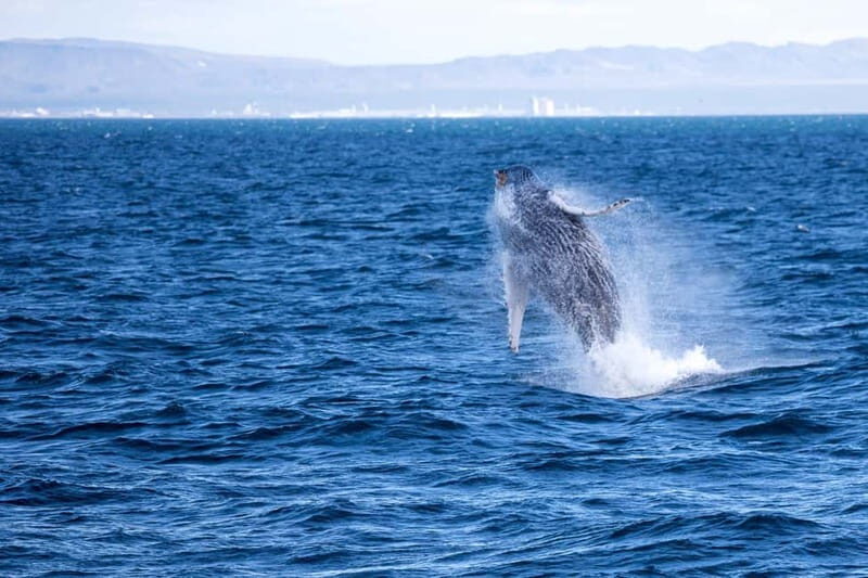 Reykjavik: Snæfellsnes Peninsula & Whale Watching Tour - The Land Tour: Snæfellsnes Peninsula & Kirkjufell