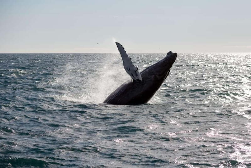 Reykjavik: Snæfellsnes Peninsula & Whale Watching Tour - Practical Tips & Considerations