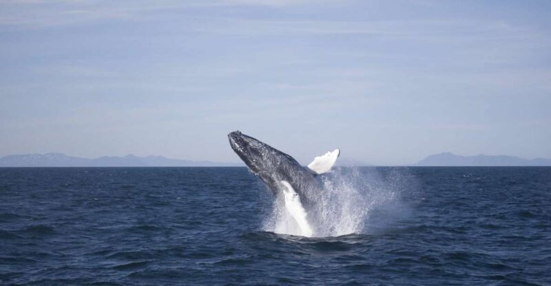 Reykjavik: the Original 3-Hour Whale Watching Tour - Starting Point: The Old Harbour in Reykjavik
