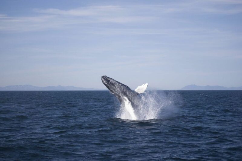 Reykjavik: the Original 3-Hour Whale Watching Tour - The Main Attraction: Marine Wildlife Encounters